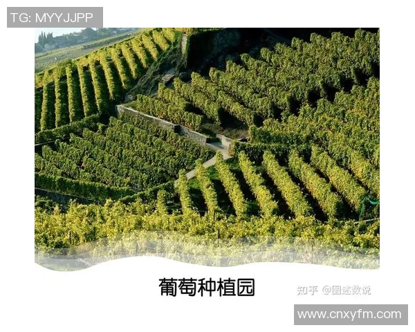 地中海地区足球明星的崛起与影响力分析